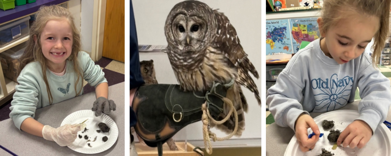 Hawk Pellets Science Owl Pellet Discoveries - James H. Bean